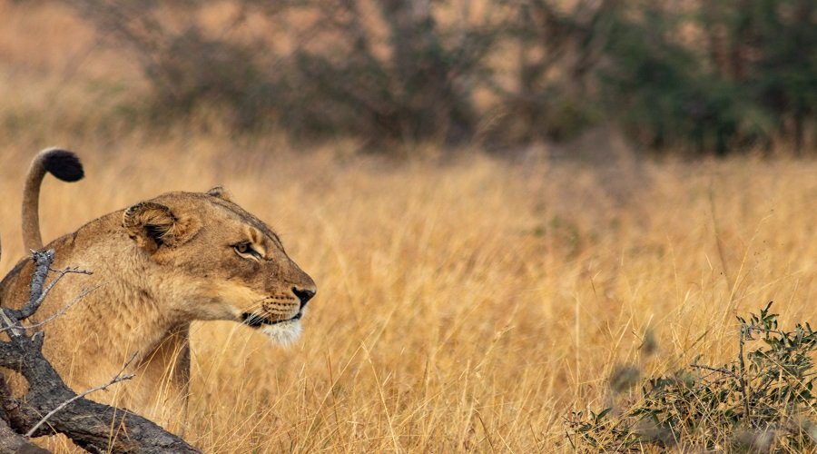 4 Days Tanzania Safari – Book Serengeti, Ngorongoro and Tarangire Big Five Adventure