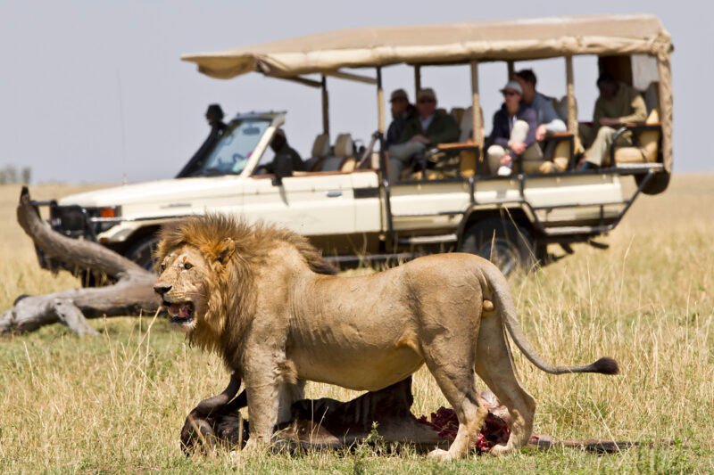 All in one, Tanzania Sharing Safaris from Moshi, Best Shared Tours 2026-2027