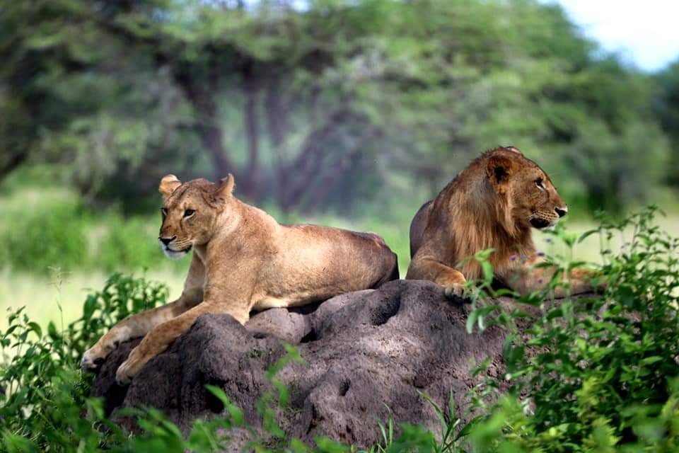 Best Places To Visit In Africa: Expert Travel Guide