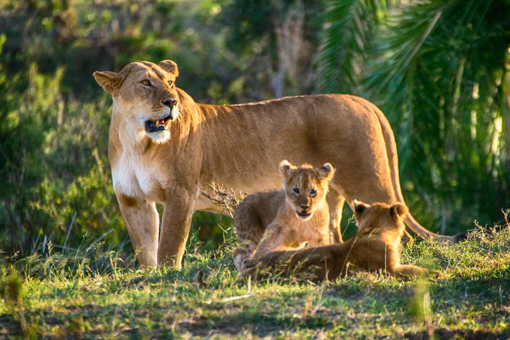 Tanzania Safari Packing List: What To Wear And Bring: Best Guide