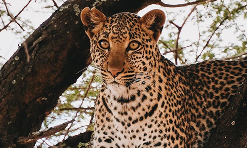 Is Tanzania Safe For Tourists?: Your Essential Travel Guide