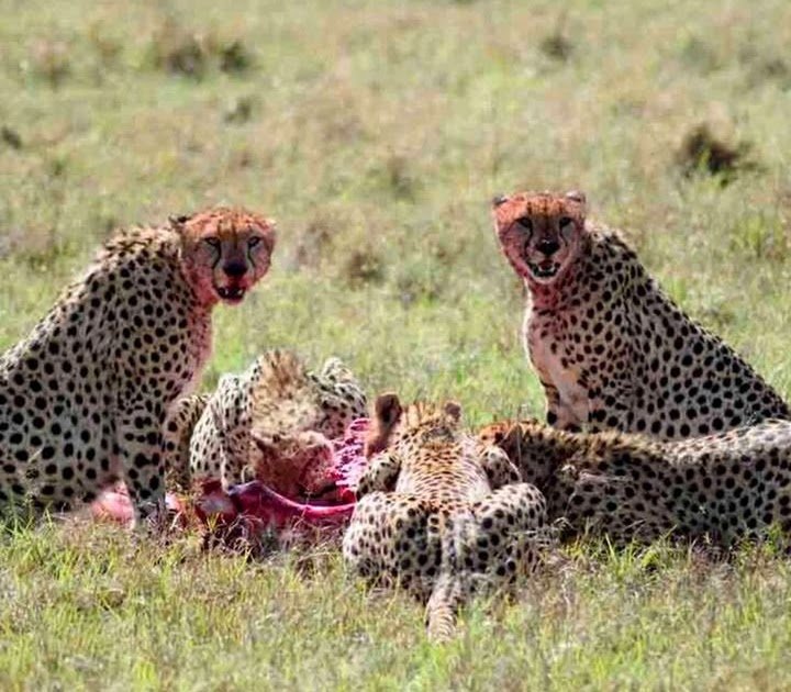 Best Tanzania Safari Companies: How To Choose A Tour Operator: Guide