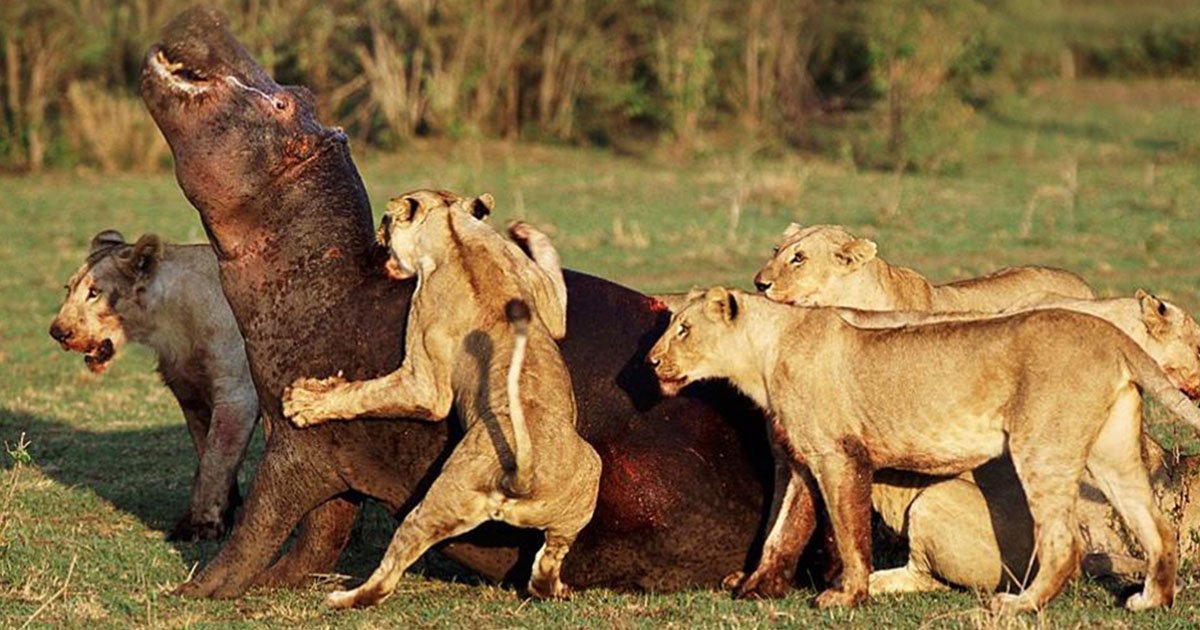 Tanzania In 10 Days: Perfect Safari And Zanzibar Itinerary Guide