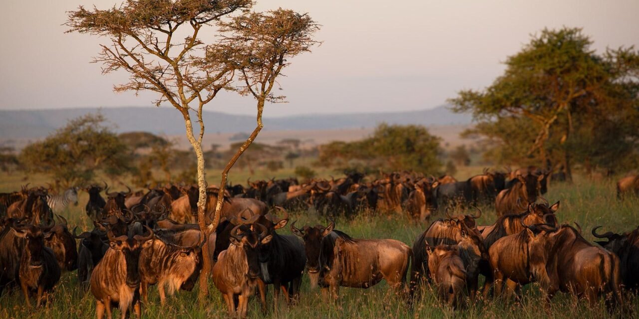 Serengeti Honeymoon Safari: Best Romantic Lodges: Guide