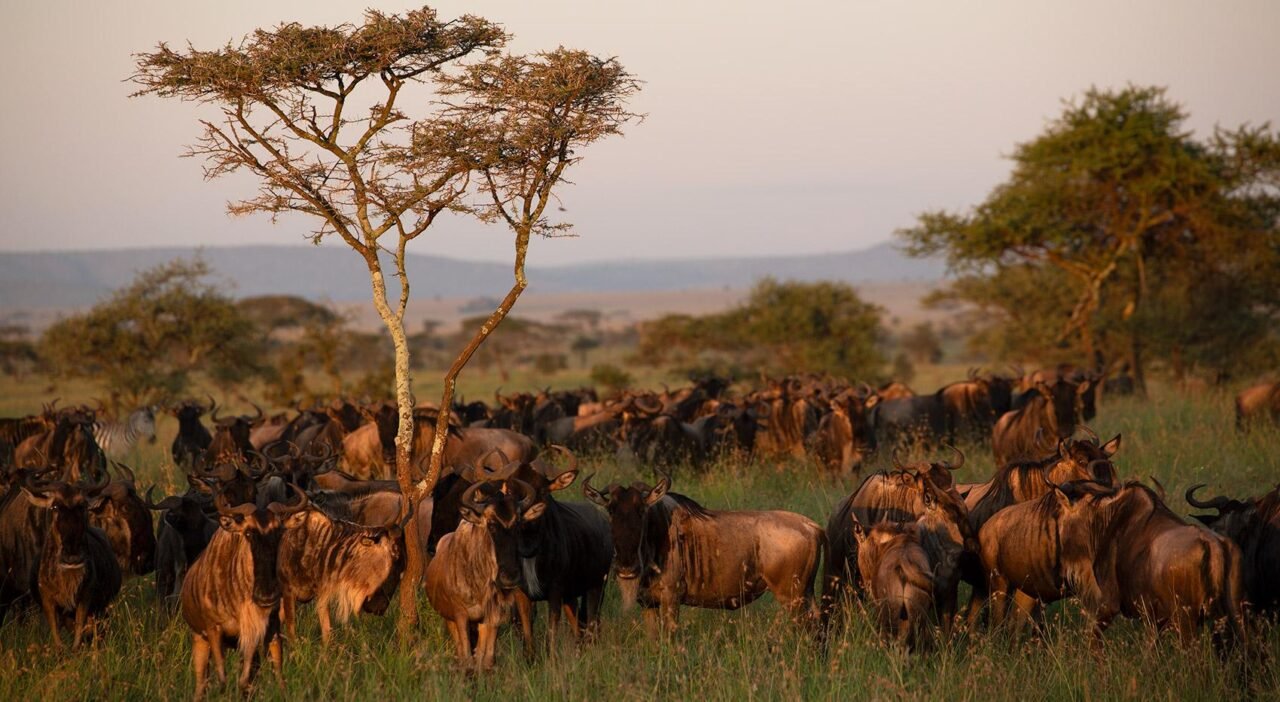 Best Time To Visit Ngorongoro Crater: Safari Guide