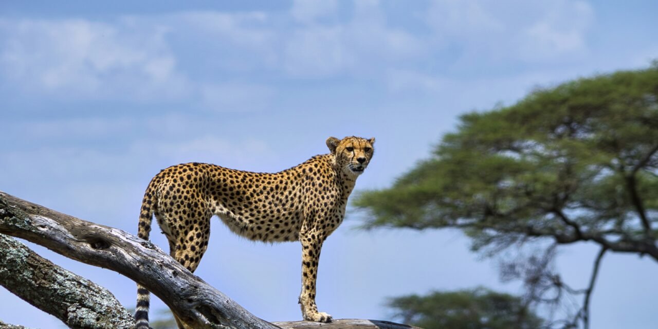 How to Book Lake Manyara Safari from Arusha – Complete Guide 2026-2027
