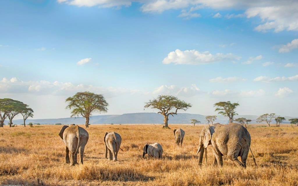 How to Compare Tanzania Safari Packages – Complete Guide 2026-2027