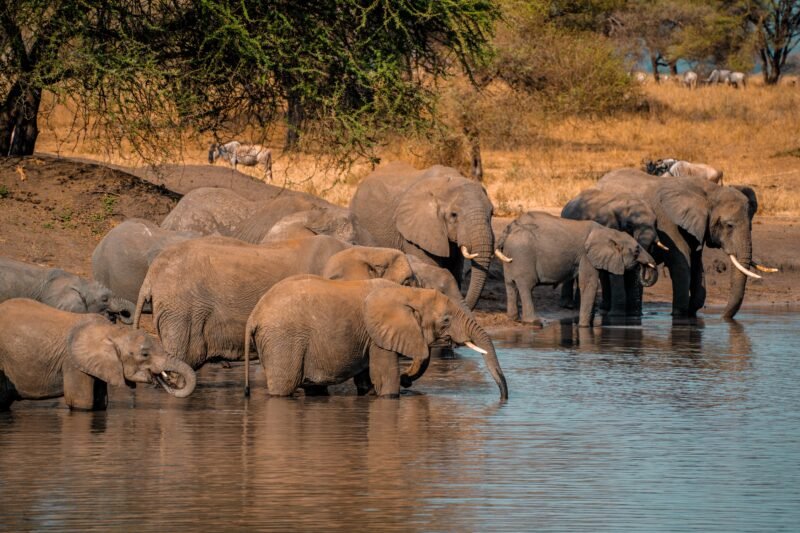 2 Days Budget Group Joining Shared Safari Tour, Best of 2026-2027