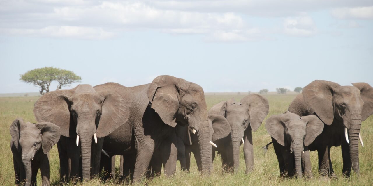 How to See Elephants in Tarangire National Park – Complete Guide 2026-2027
