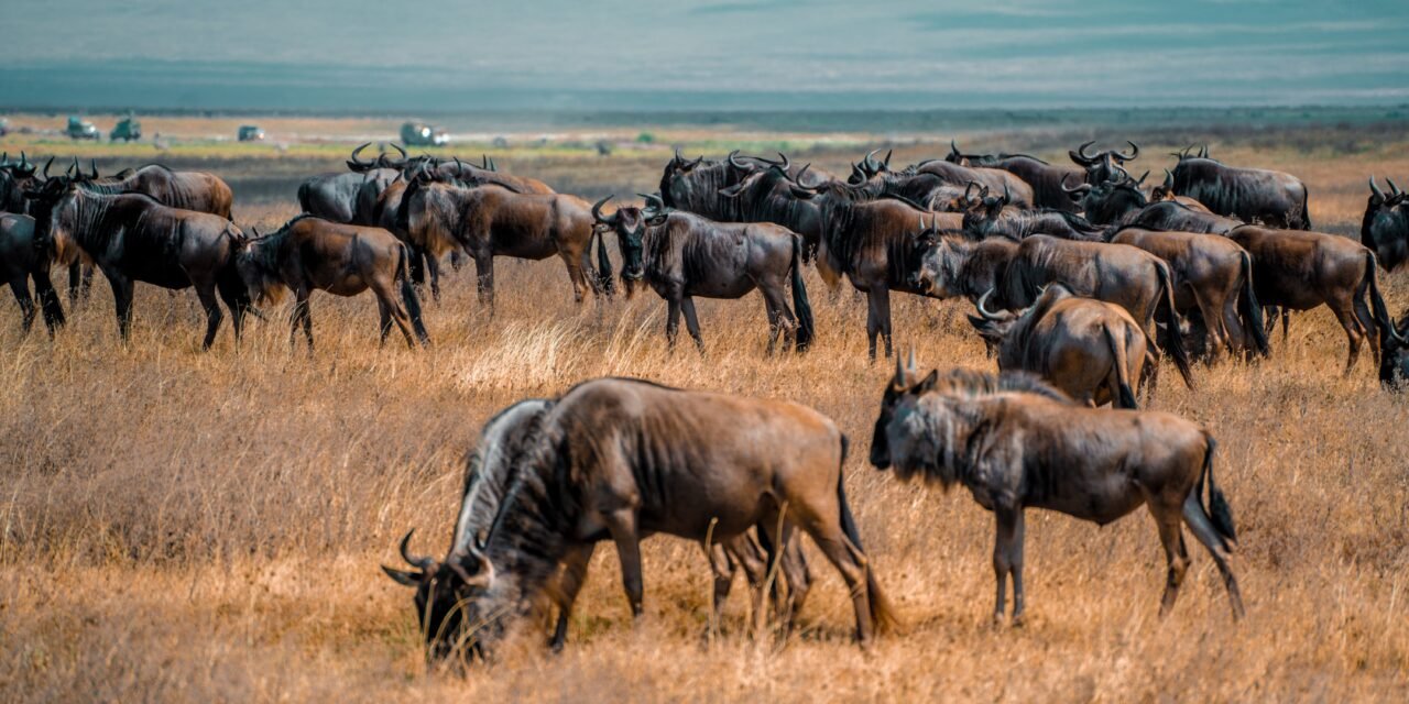 How to Travel from Arusha to Serengeti National Park 2026-2027