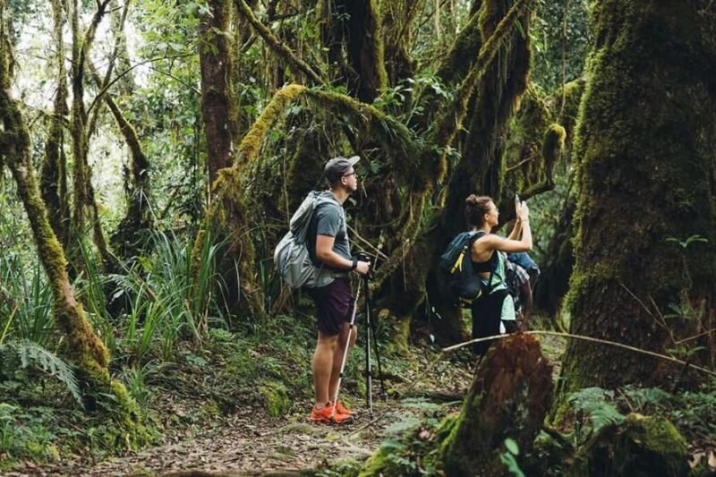 All in One Kilimanjaro 1 Day Hike Packages from Moshi/Arusha 2026-2027