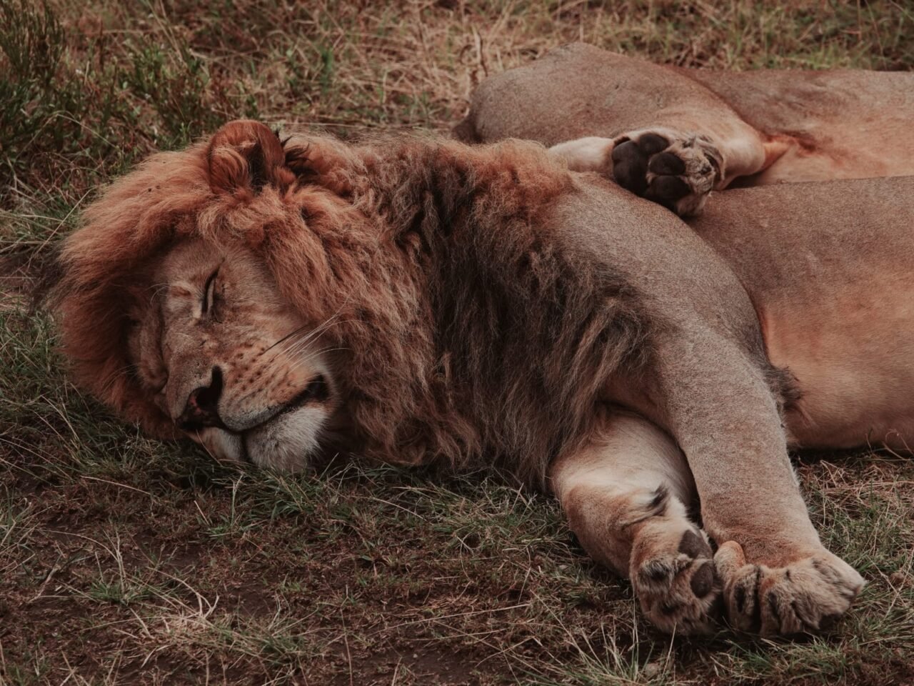 Serengeti In December: Weather, Wildlife, And Travel Tips Guide
