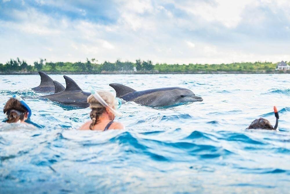 Mafia Island Trip From Zanzibar By Flight: Your Ultimate Guide 2026-2027
