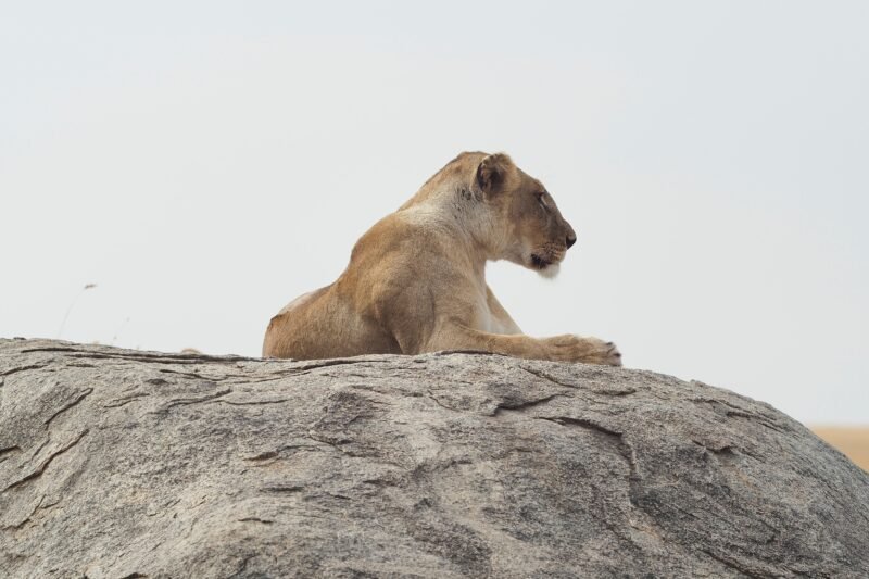 4 Days Group Join and Budget Shared Safari Tour 2026-2027