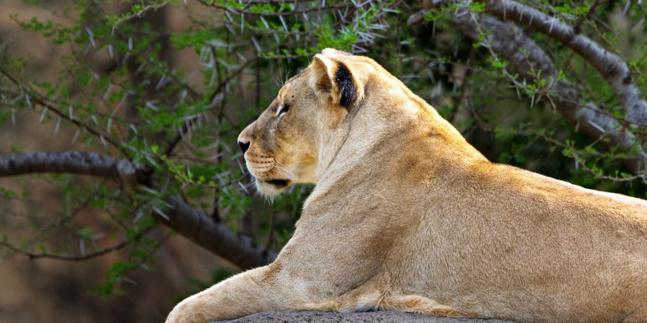 How to Combine Arusha Serengeti Ngorongoro and Tarangire – Complete Guide 2026-2027