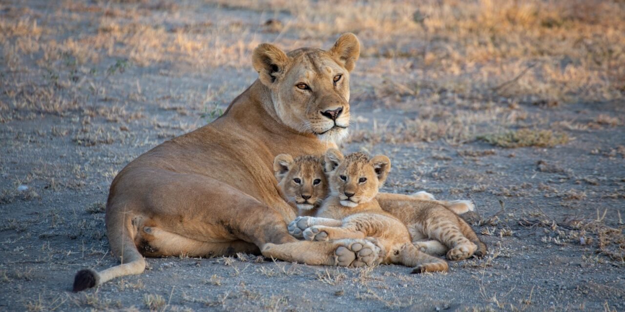 African Safari With Kids: Expert Planning Guide