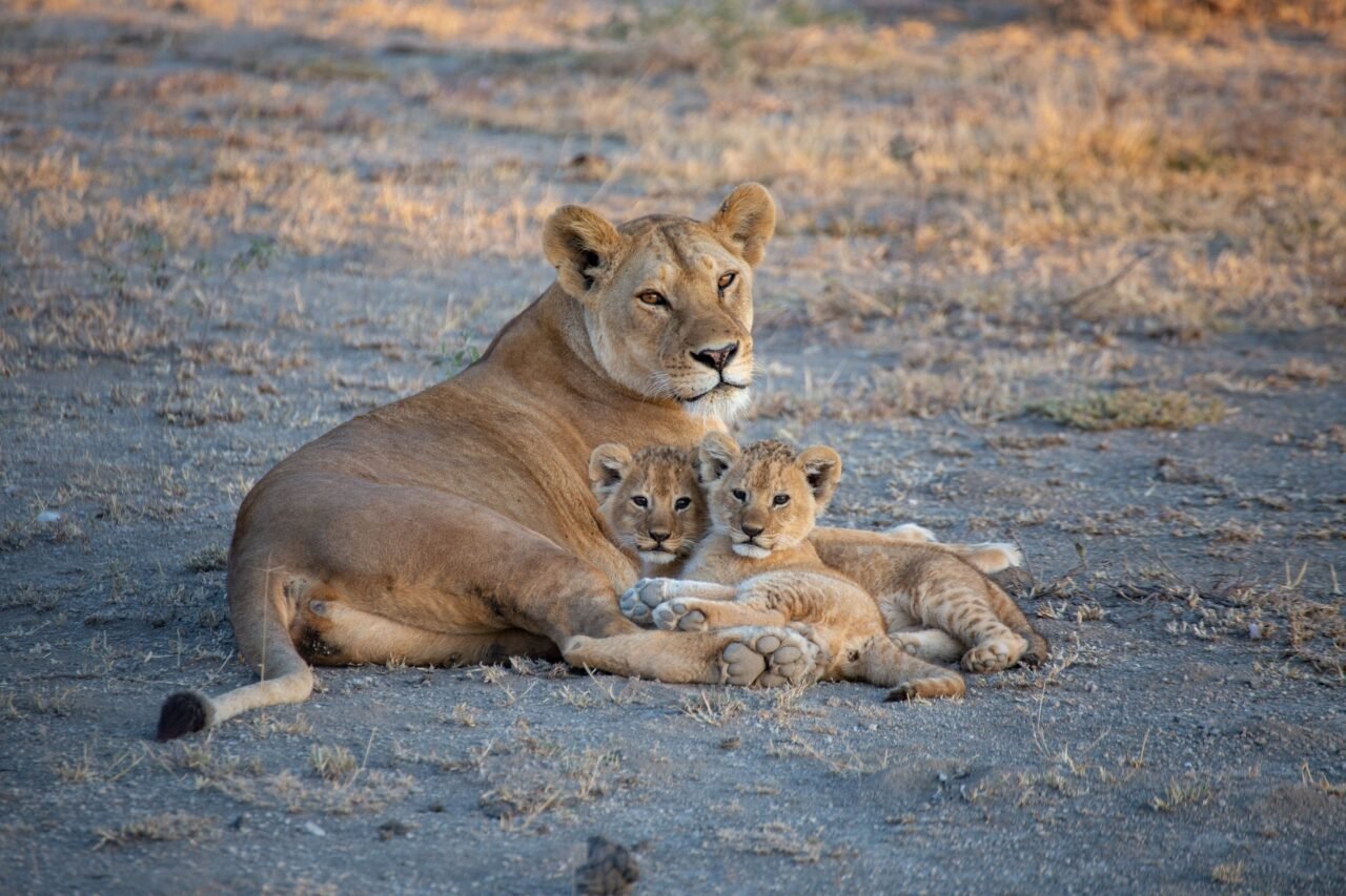 Best Age For Kids To Go On Safari: Expert Guide