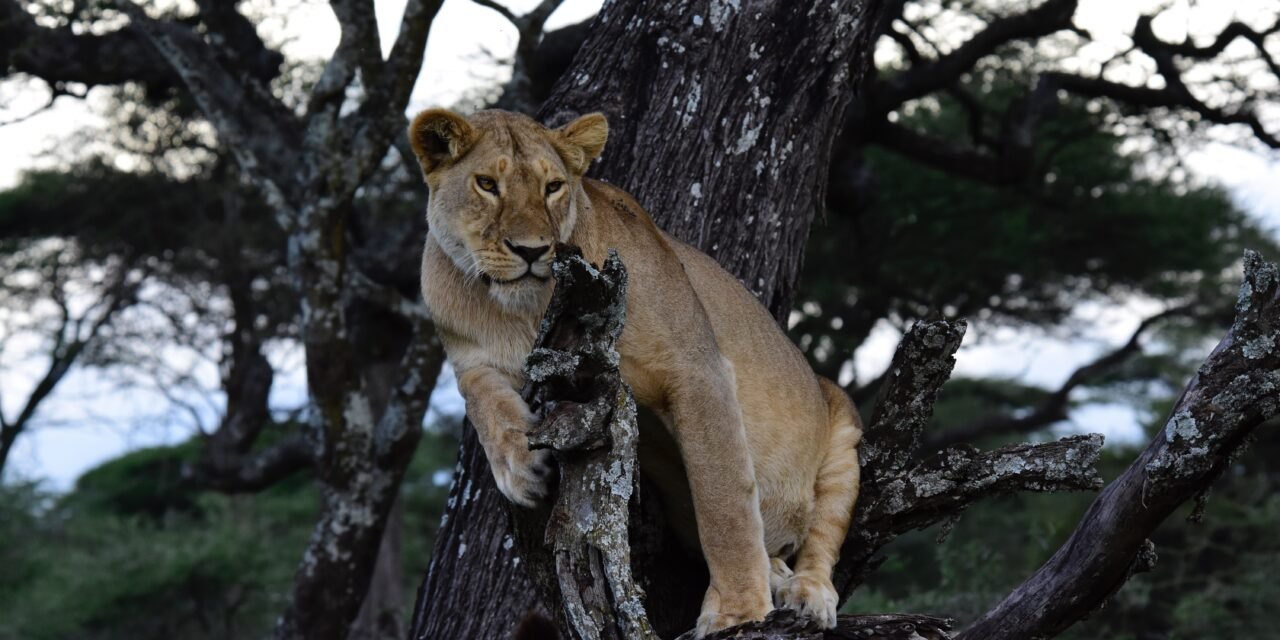 Do I Need Malaria Tablets for Tanzania Safari? Expert Medical Advice & Prevention Guide