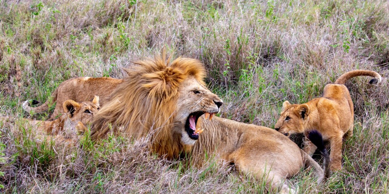 3 Days Group Join and Budget Shared Safari Tour 2026-2027
