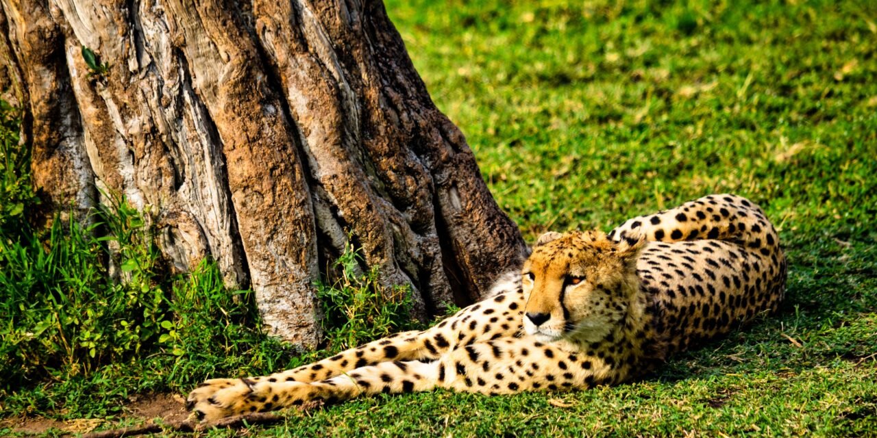 What is the Cheapest Way to Do a Tanzania Safari? Your Ultimate Budget Guide
