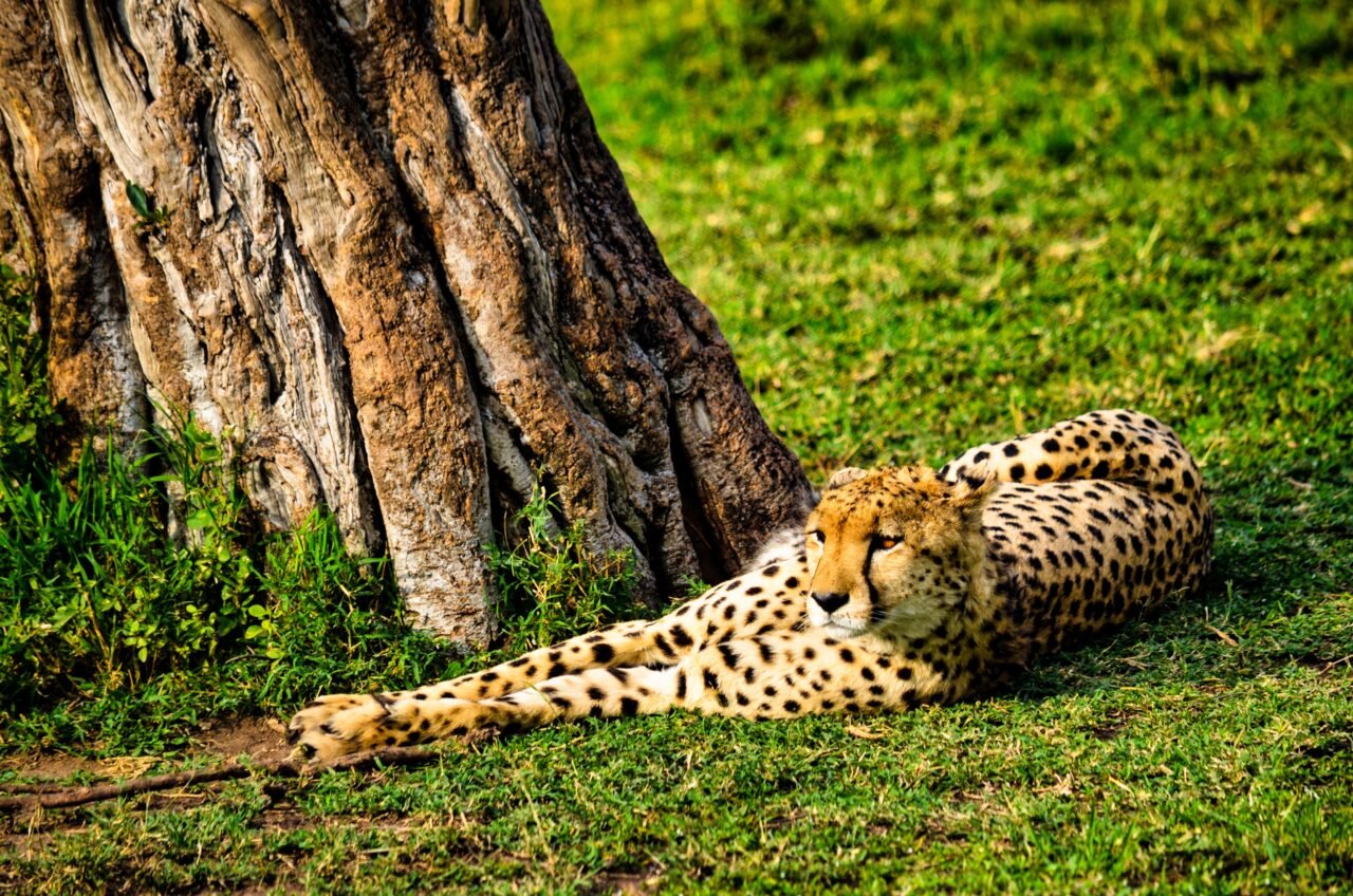 What is Included in a Tanzania Safari Package? Your Ultimate Guide