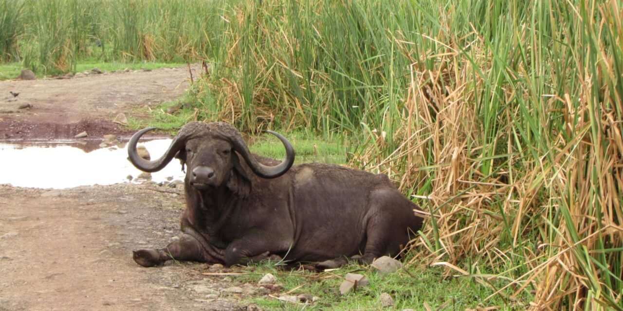 How to Plan a Tarangire Day Trip from Arusha – Complete Guide 2026–2027