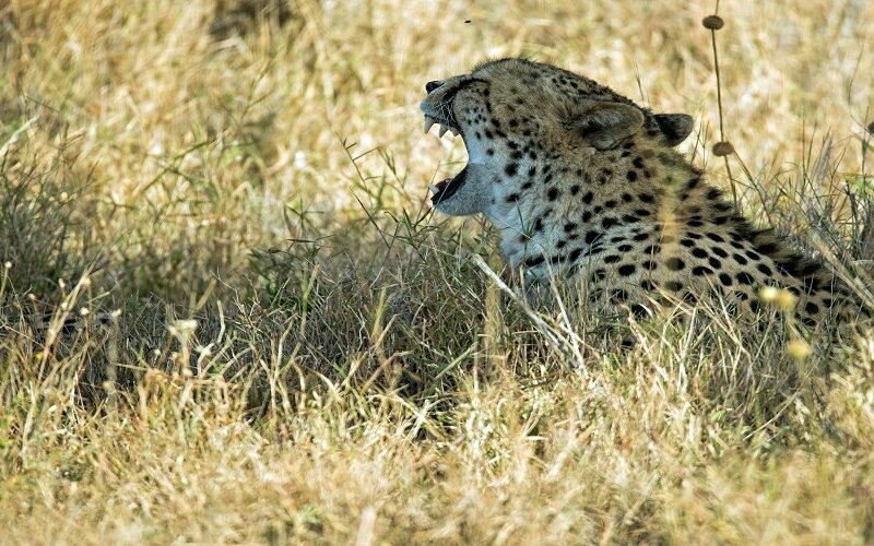 Private Tanzania Safari – Book Flexible Wildlife Tour with Your Own Local Guide