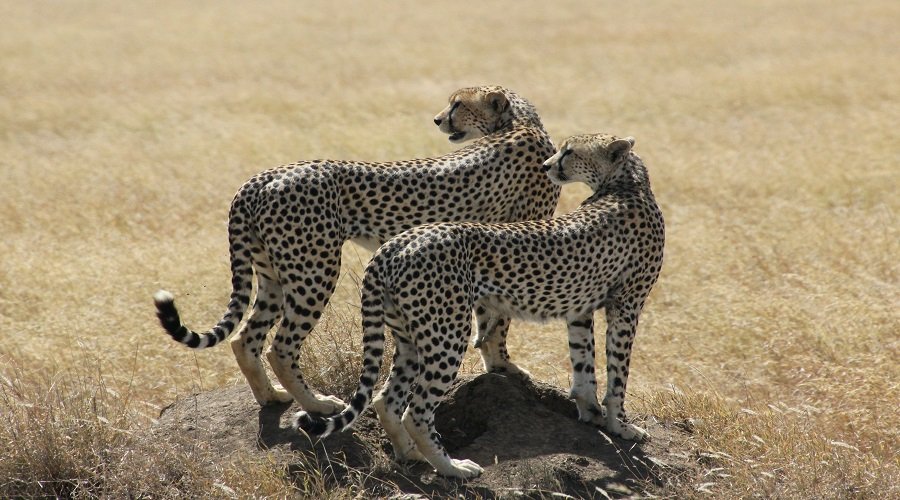 Ruaha Family Safari: Affordable Adventures For & 2026-2027