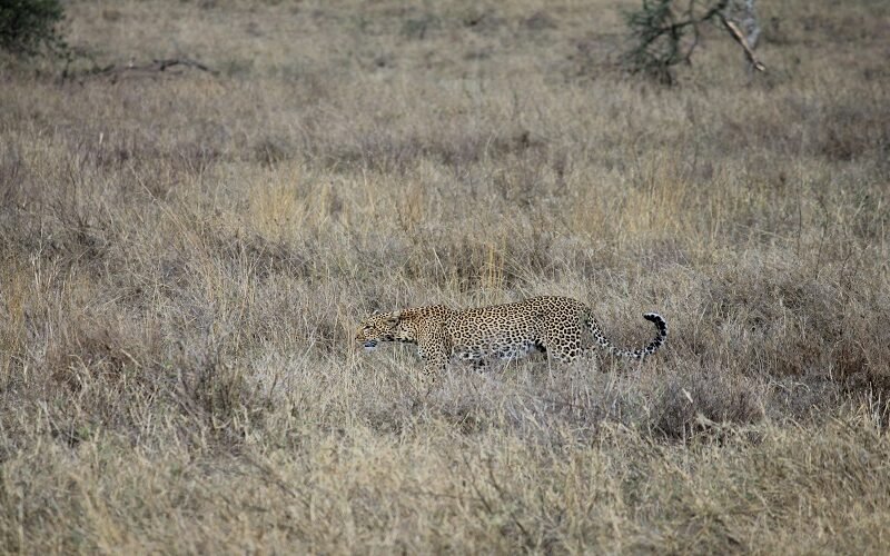 Complete 12 Days Tanzania Safari Family Safari Cost 2026–2027