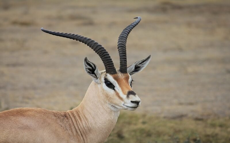 Top Rated 10 Days Tanzania Safari Budget Package Deals 2026–2027