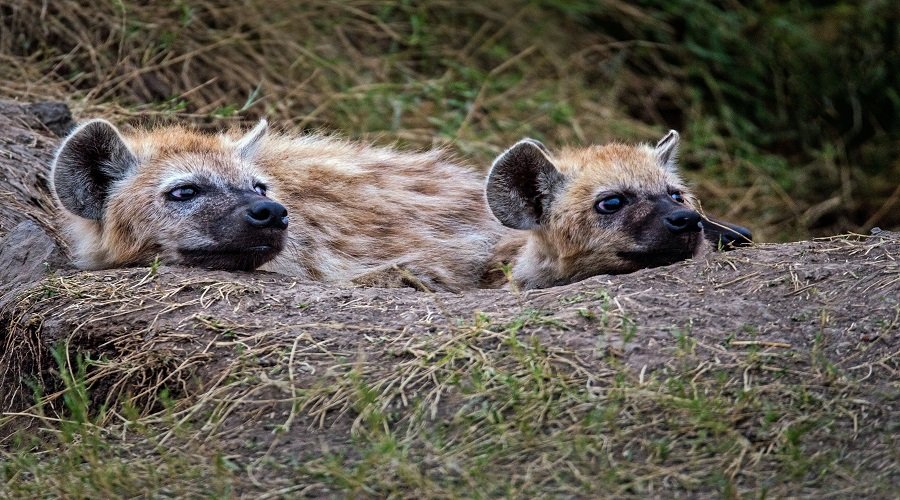8 Days Tanzania Safari – Book Great Migration and Big Five Wildlife Adventure