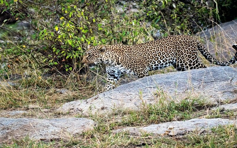 7 Days Tanzania Safari – Book Ultimate Serengeti, Ngorongoro and Tarangire Tour