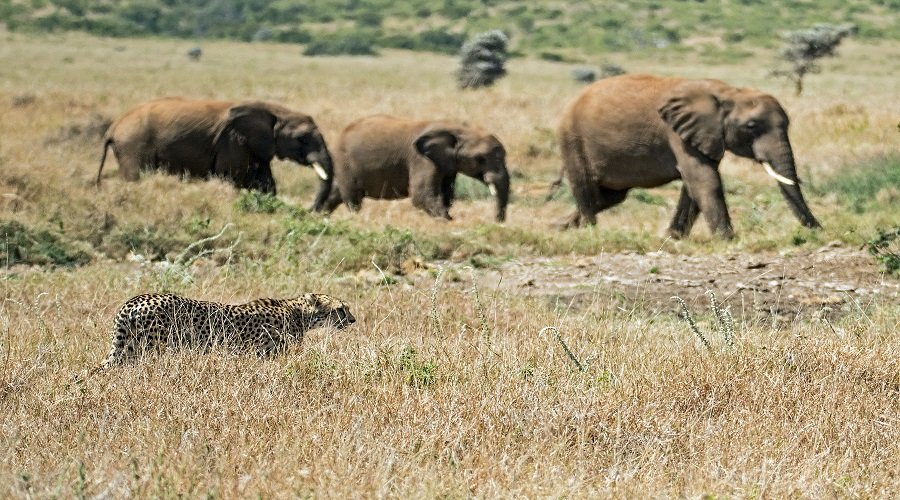 Affordable Ruaha Safari From Iringa: Your Guide 2026-2027