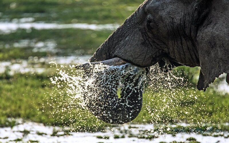 Tanzania Group Joining Safari – Book Affordable Shared Wildlife Adventure