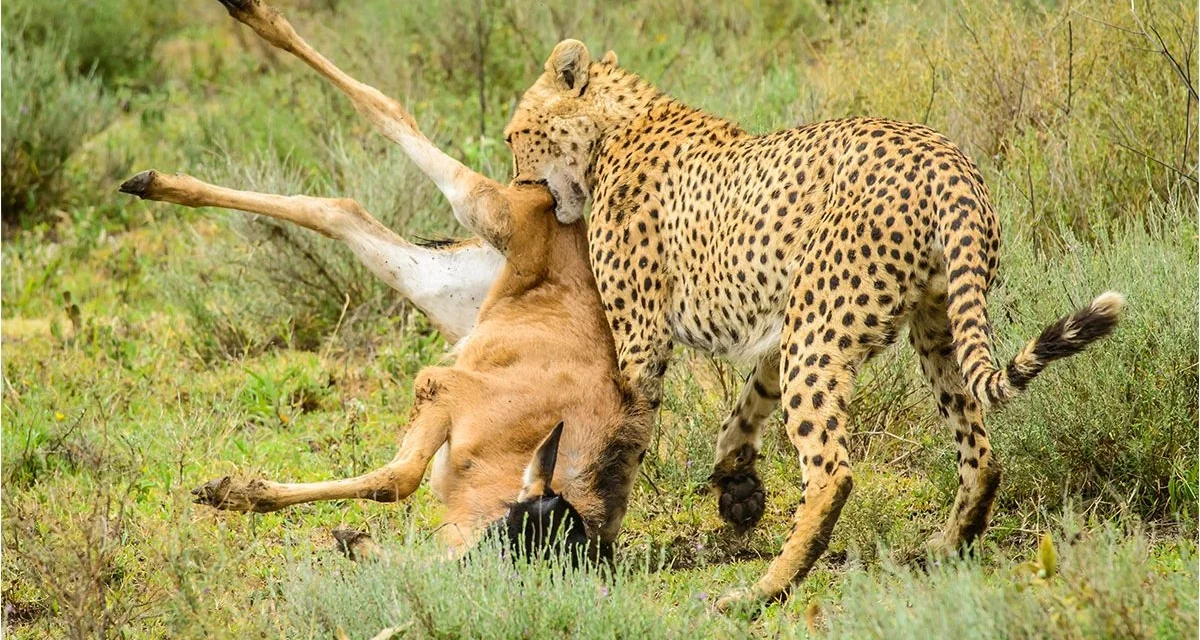 All in one, All Days Mikumi safaris from Zanzibar, Best of 2026-2027