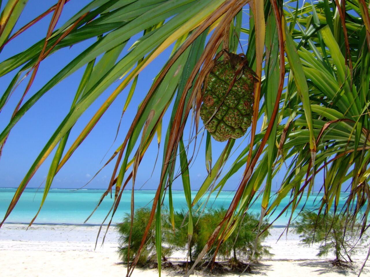Michamvi Beach Guide: Sunset, Lagoon, And Relaxation Guide