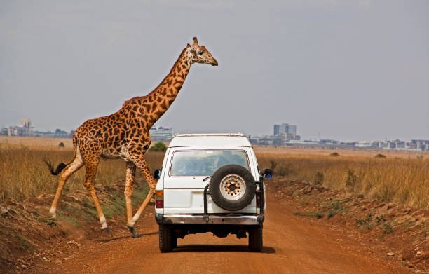 Your Ultimate Guide to a Tanzania Safari Trip Flight: Planning, Booking & Experiencing the Magic