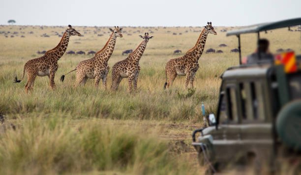 Leopard Safari Tanzania: Your Ultimate Guide to Spotting the Elusive Cat