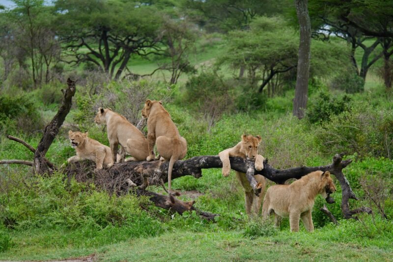 5 Days Budget Group Joining Shared Safari Tour, Best of 2026-2027
