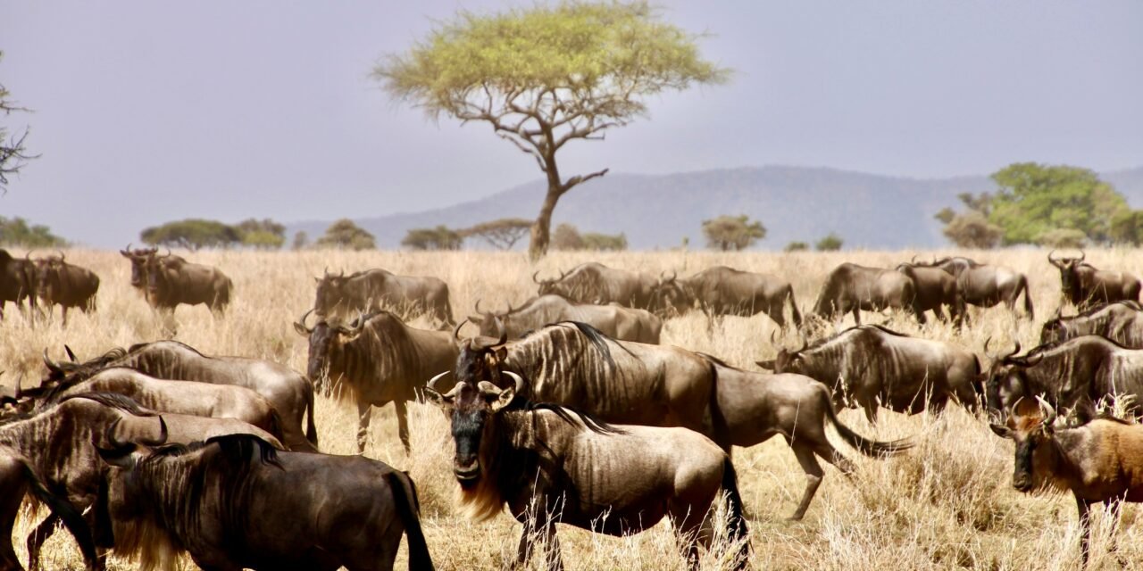 How Much Does a Tanzania Safari Cost Per Day? Expert 2026-2027 Guide