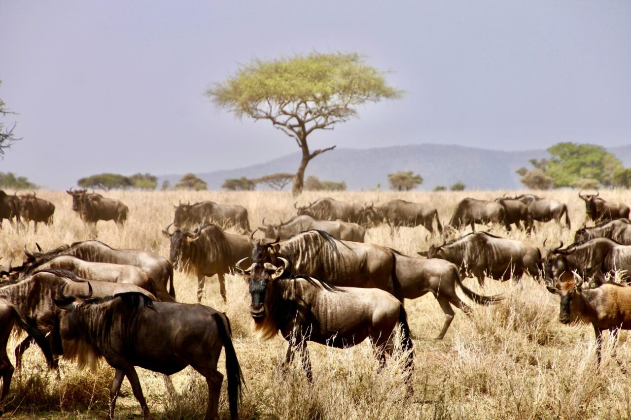 How Much Does a Tanzania Safari Cost Per Day? Expert 2026-2027 Guide
