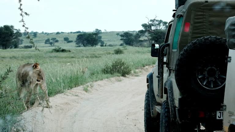 Group Safari Cost Africa: Your Complete Guide