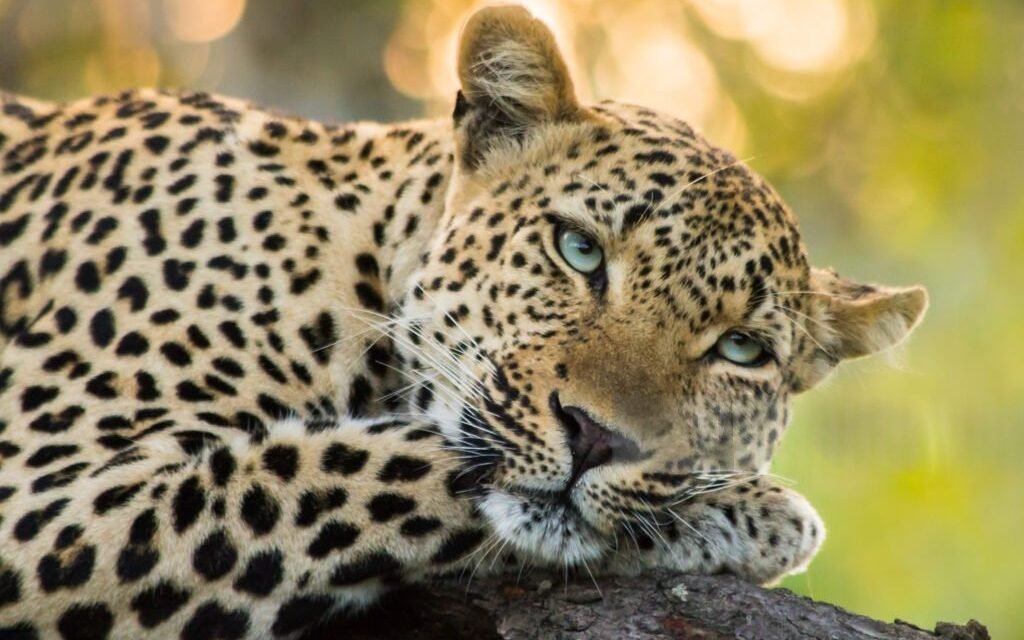 How to Create a Tanzania Northern Circuit Safari Itinerary – Complete Guide 2026-2027