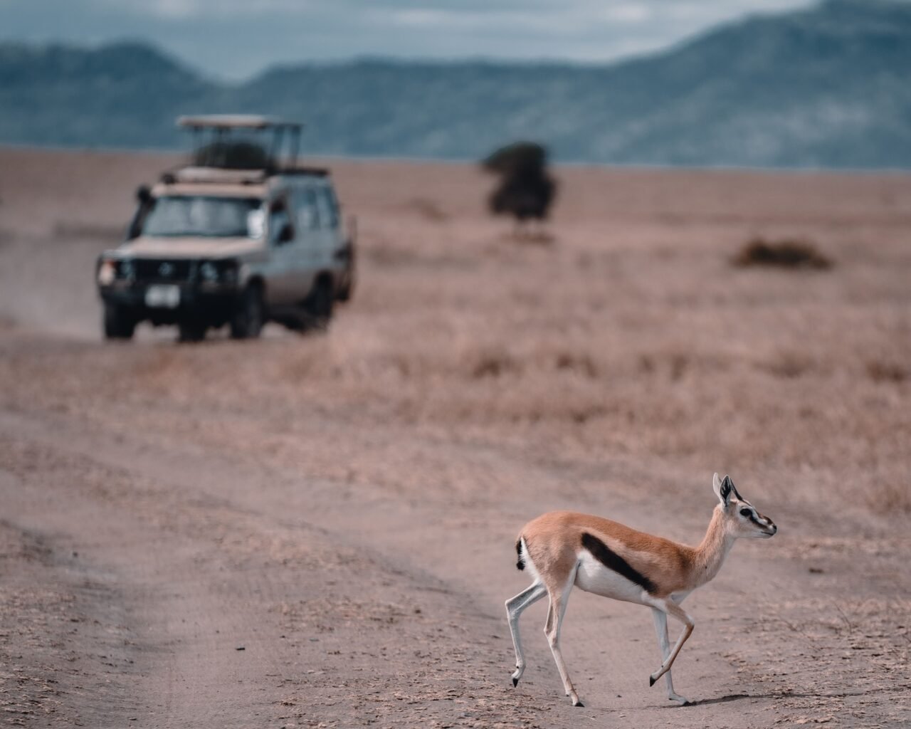 South Africa Family Safari: Your Essential Travel Guide