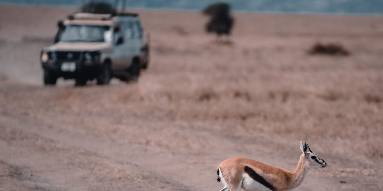 South Africa Family Safari: Your Essential Travel Guide