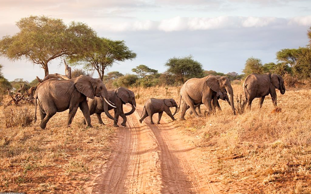 Malaria Free Safari With Kids: Your Expert Tanzania Guide