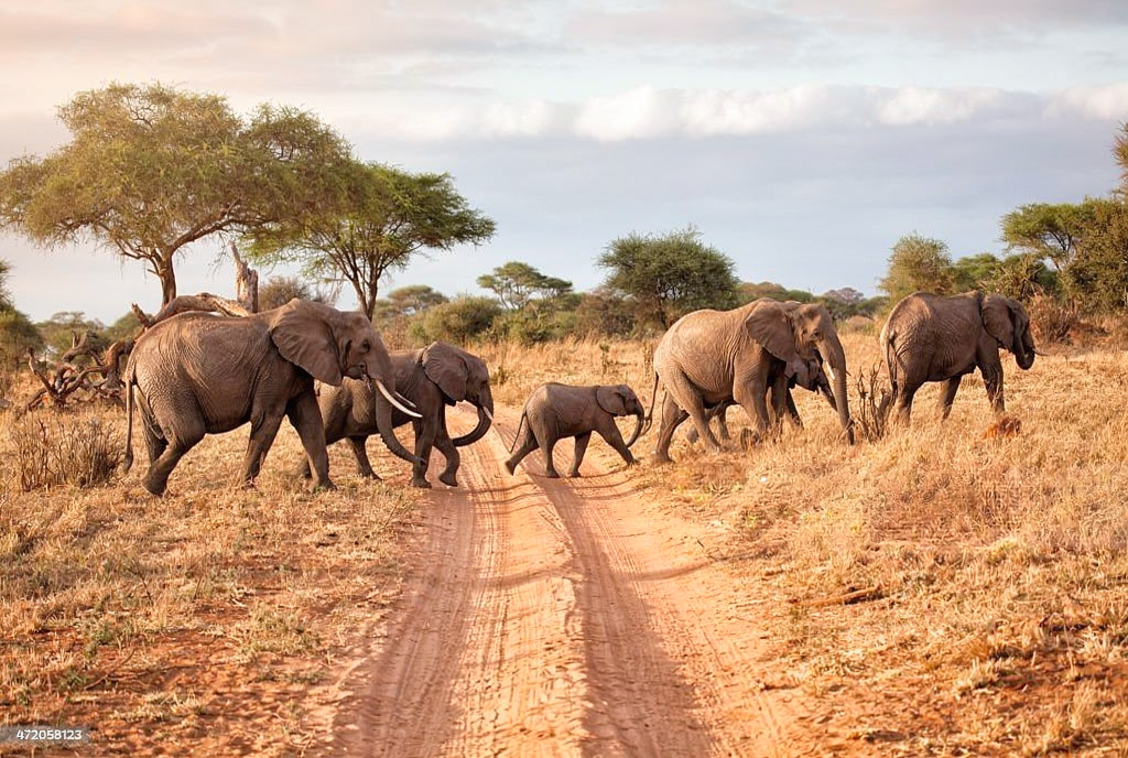 Malaria Free Safari With Kids: Your Expert Tanzania Guide