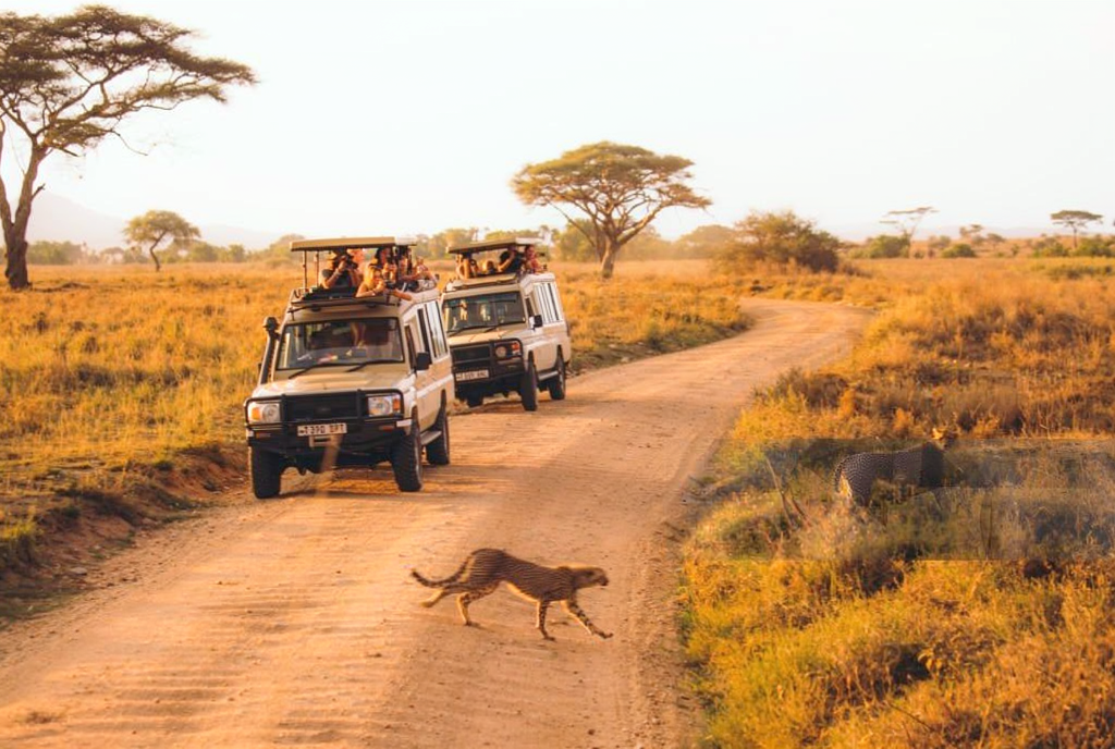 Mahale Mountains National Park Tanzania: Your Ultimate Primate & Wilderness Adventure