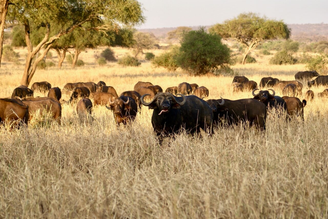 Ruaha Camping Safari Budget: Your Ultimate Guide For 2026-2027