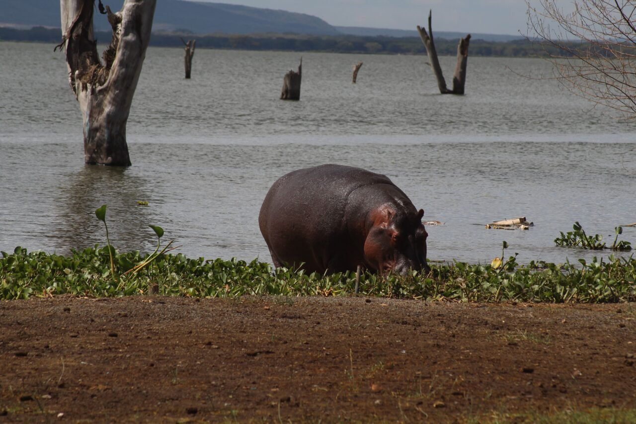 Trusted Safari Operator In Arusha — Top Guide Adventures: Best 2027